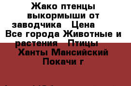 Жако птенцы выкормыши от заводчика › Цена ­ 1 - Все города Животные и растения » Птицы   . Ханты-Мансийский,Покачи г.